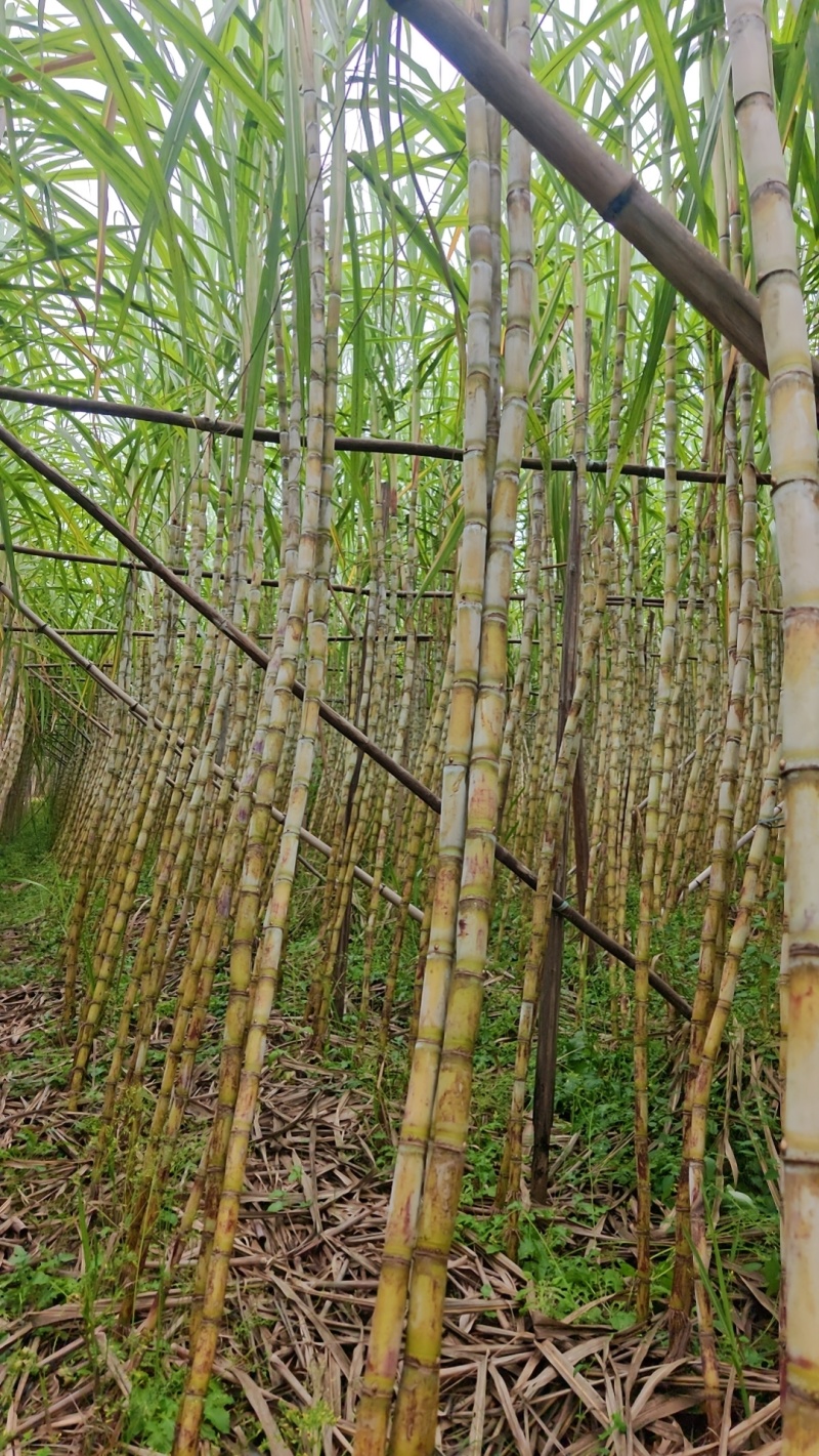 广东黄金甘蔗、白皮甘蔗，