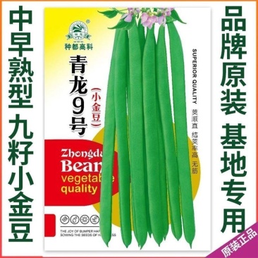四季豆种子青龙9号小金豆种子中早熟四季豆豆角种籽架豆种子