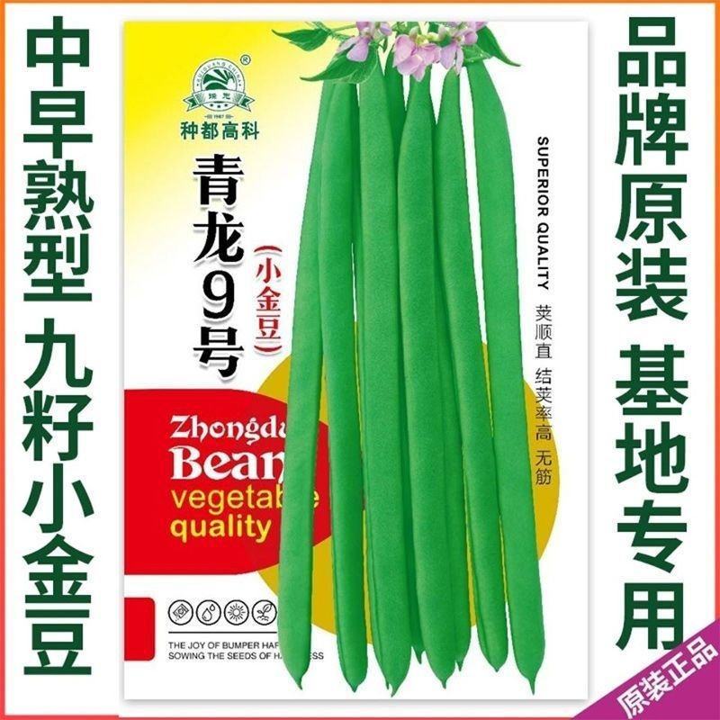 四季豆种子青龙9号小金豆种子中早熟四季豆豆角种籽架豆种子