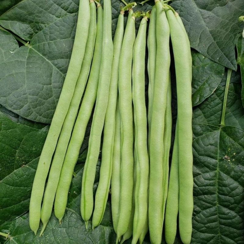 四季豆种子青龙9号小金豆种子中早熟四季豆豆角种籽架豆种子