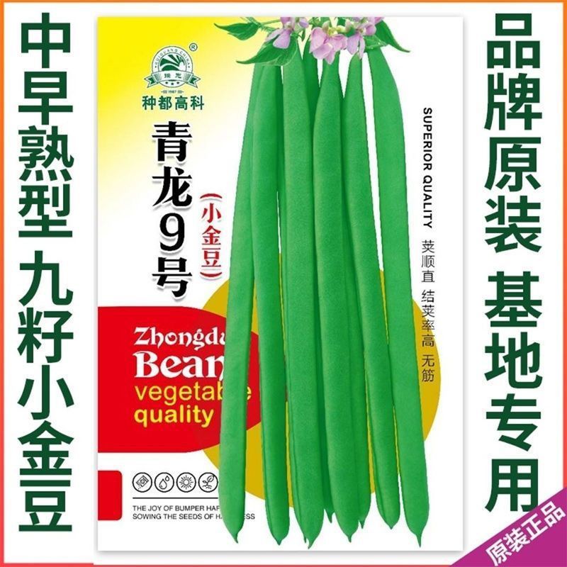 四季豆种子青龙9号小金豆种子中早熟四季豆豆角种籽架豆种子