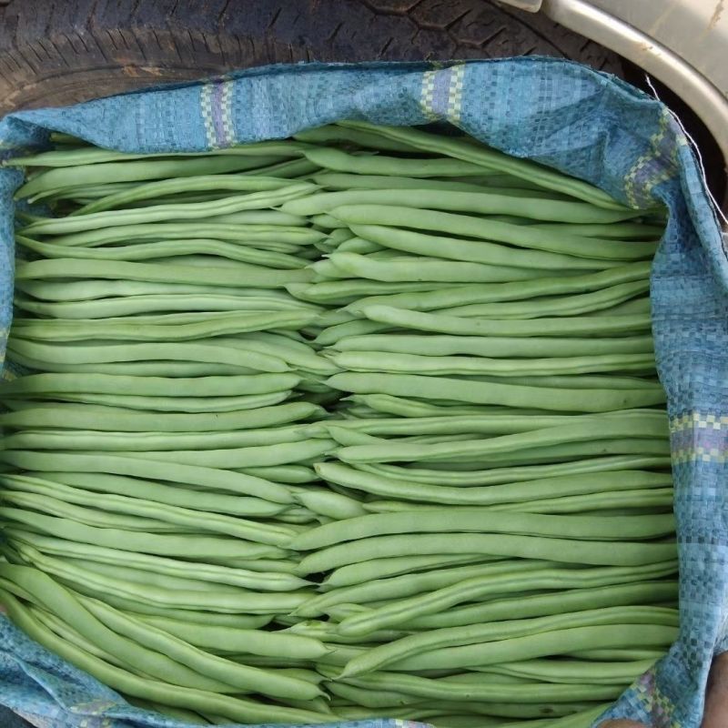四季豆种子青龙9号小金豆种子中早熟四季豆豆角种籽架豆种子