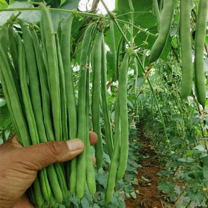 四季豆种子青龙9号小金豆种子中早熟四季豆豆角种籽架豆种子