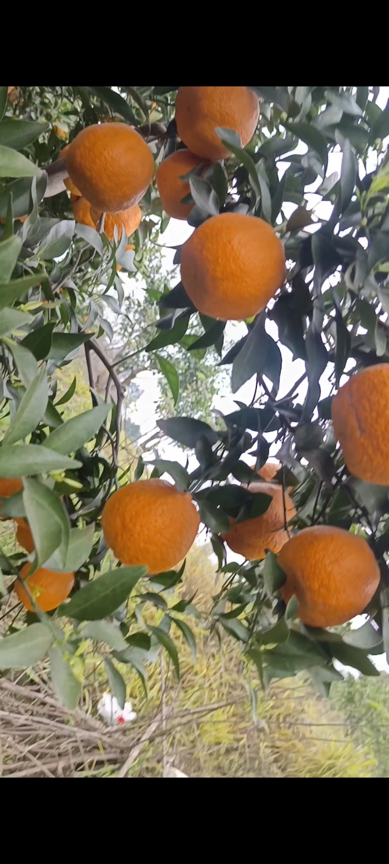 晚芦椪柑