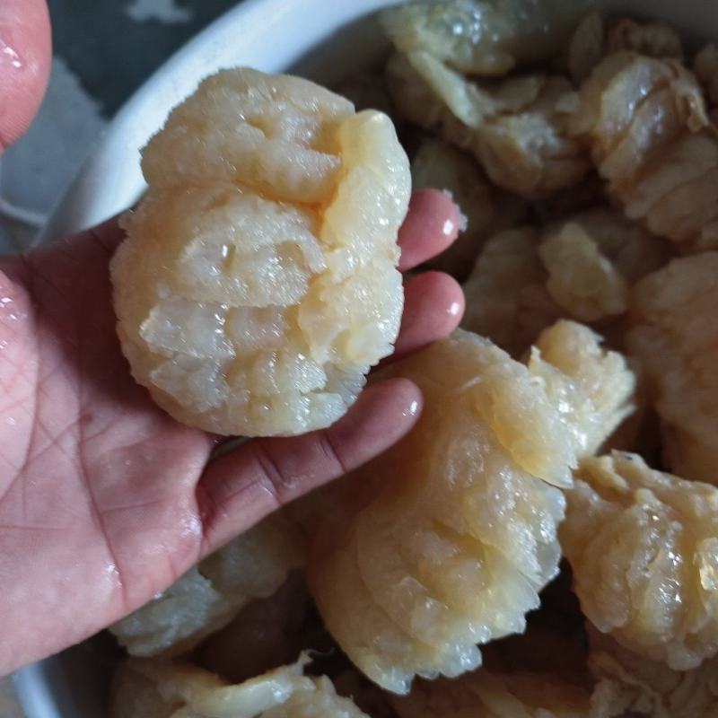洪都拉斯菊花蛰头