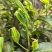临沧白莺山古树茶茶饼花茶生茶批发口感好可发样品茶农直销