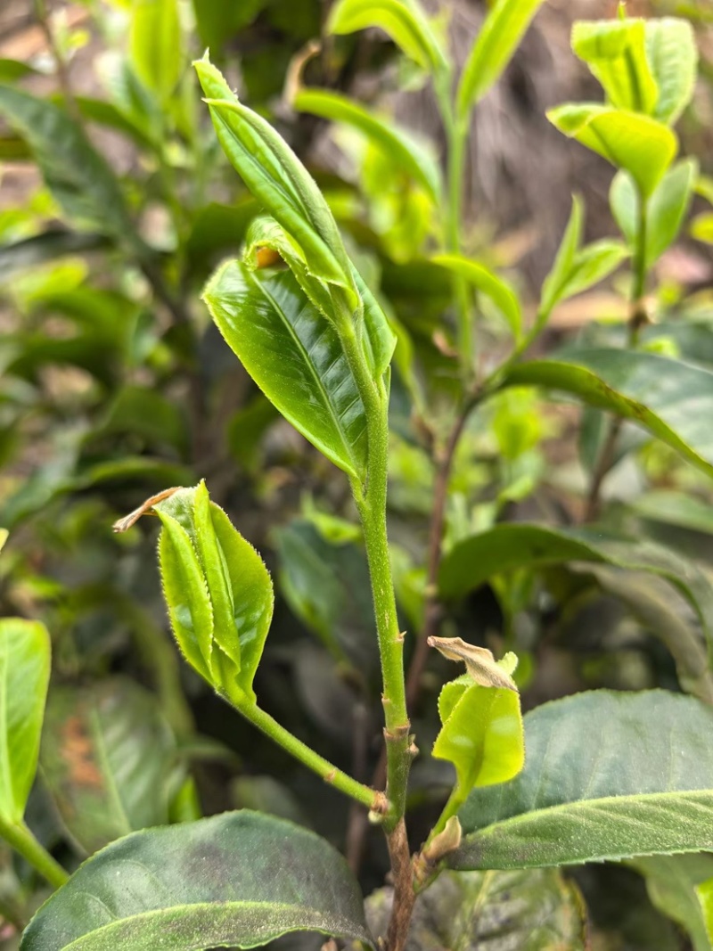 临沧白莺山古树茶茶饼花茶生茶批发口感好可发样品茶农直销