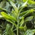 临沧白莺山古树茶茶饼花茶生茶批发口感好可发样品茶农直销