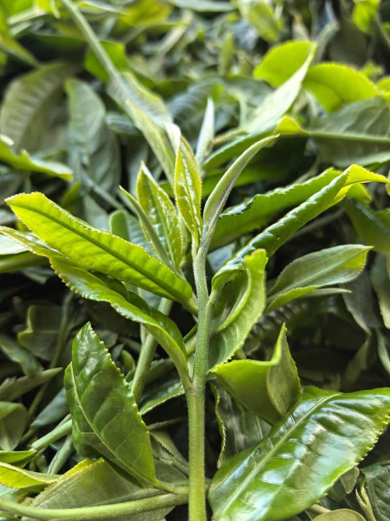 临沧白莺山古树茶茶饼花茶生茶批发口感好可发样品茶农直销