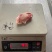 淤血翅中，10来货