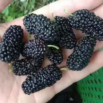 凉山州桑葚