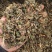 仙鹤草仙鹤草统货今年新货颜色好纯干产地安徽省