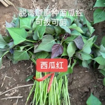 2026石家庄阿乐冷棚育苗基地。。。。。。