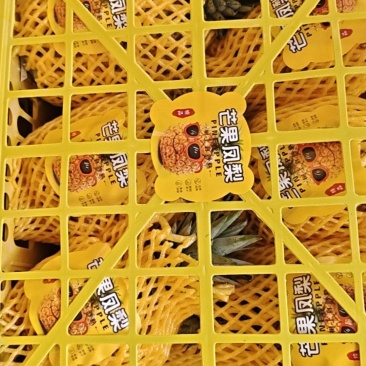 海南芒果凤梨每天采摘大批量出果，欢乐光临