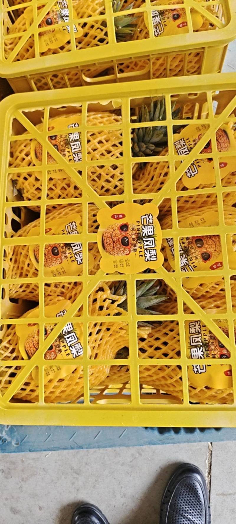 海南芒果凤梨每天采摘大批量出果，欢乐光临
