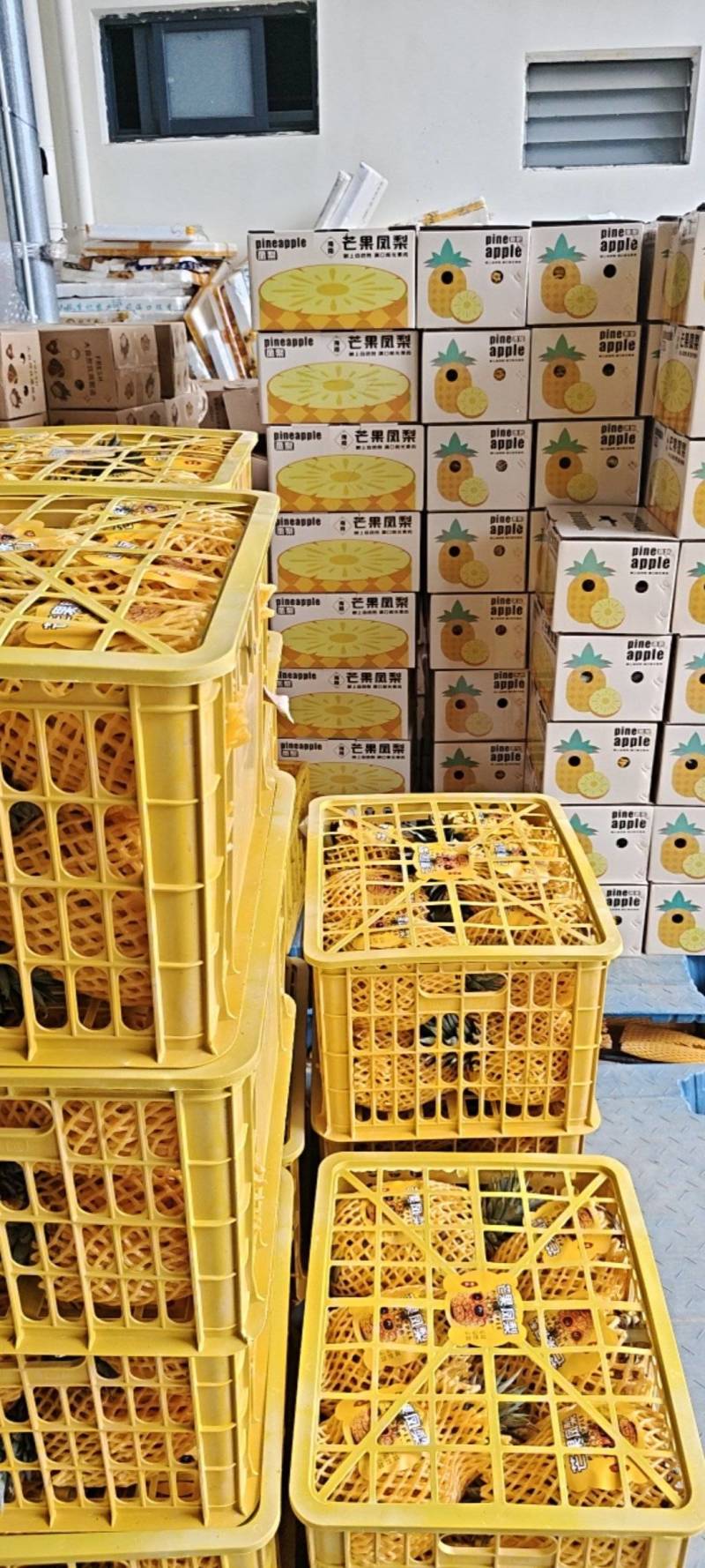 海南芒果凤梨每天采摘大批量出果，欢乐光临