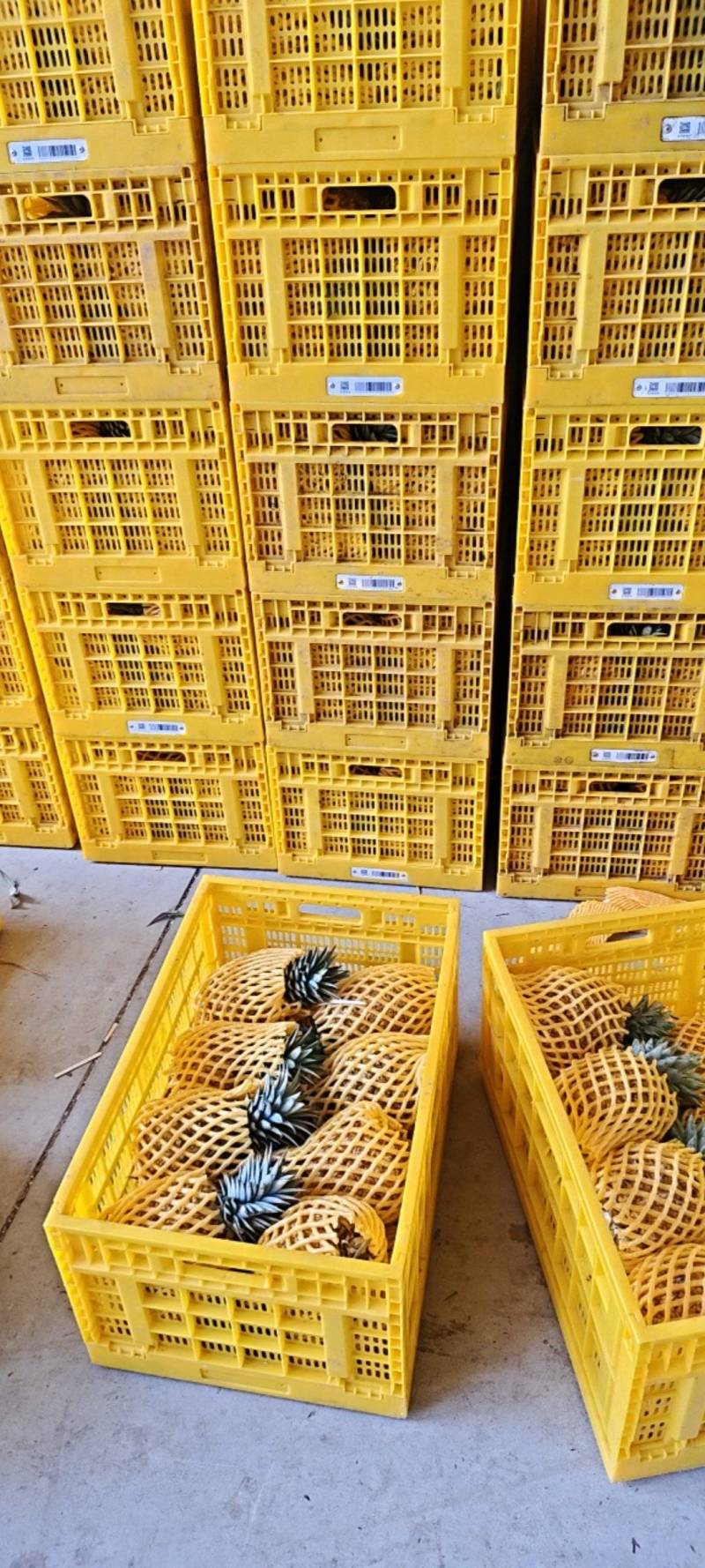海南芒果凤梨每天采摘大批量出果，欢乐光临