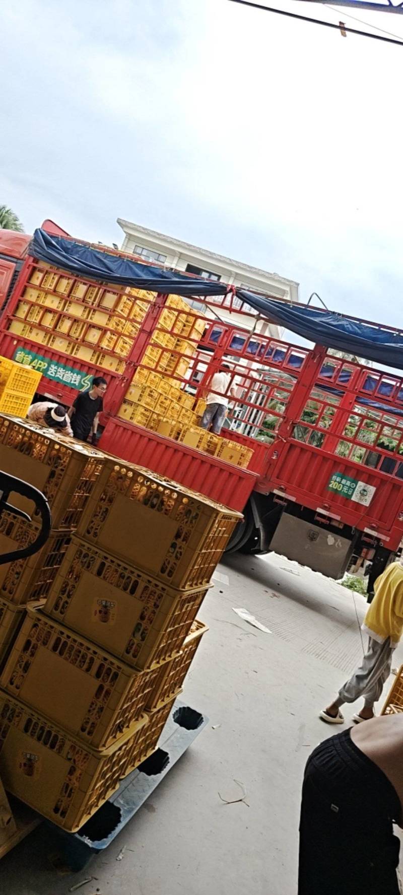 海南芒果凤梨每天采摘大批量出果，欢乐光临