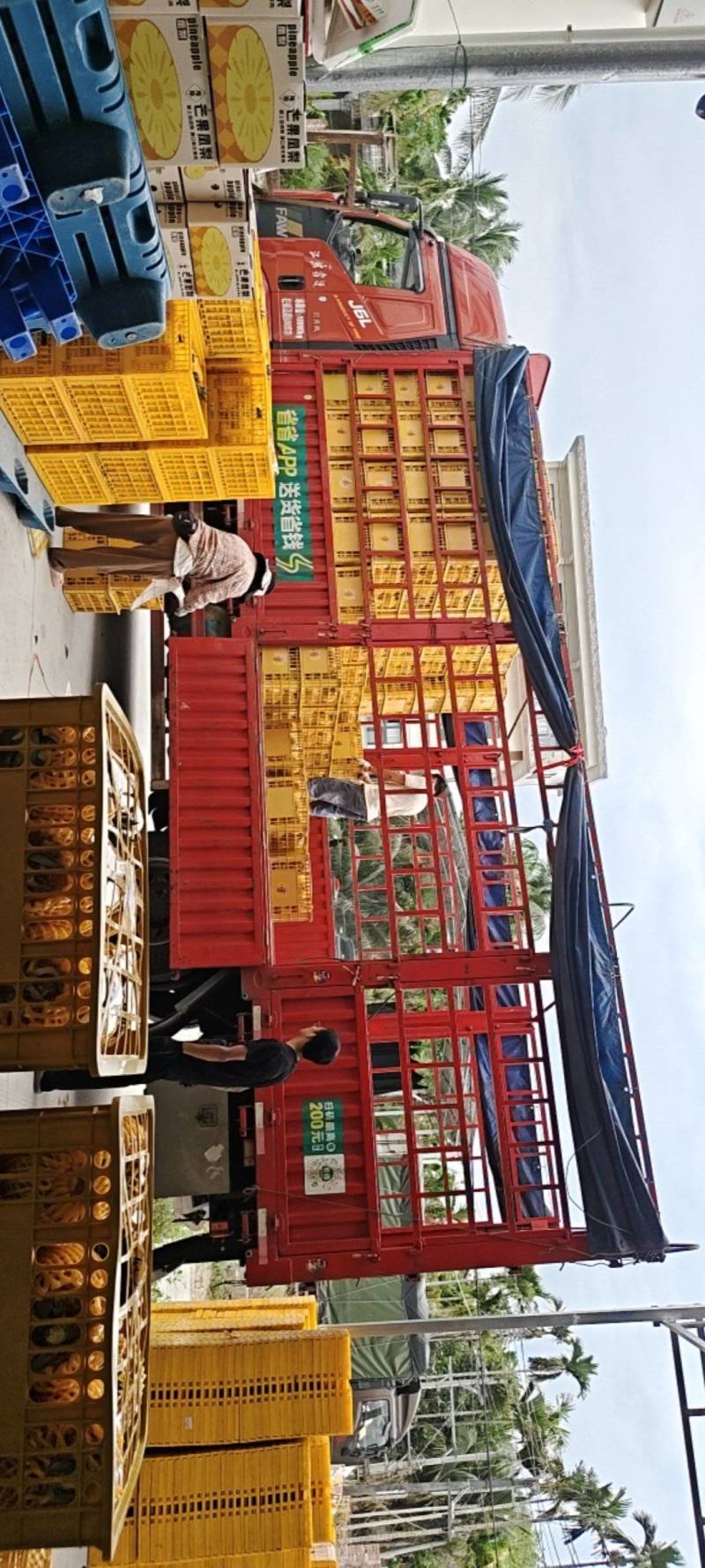 海南芒果凤梨每天采摘大批量出果，欢乐光临