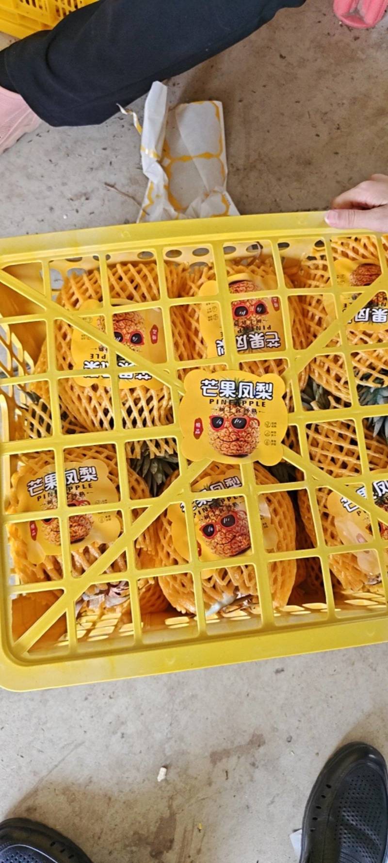 海南芒果凤梨每天采摘大批量出果，欢乐光临