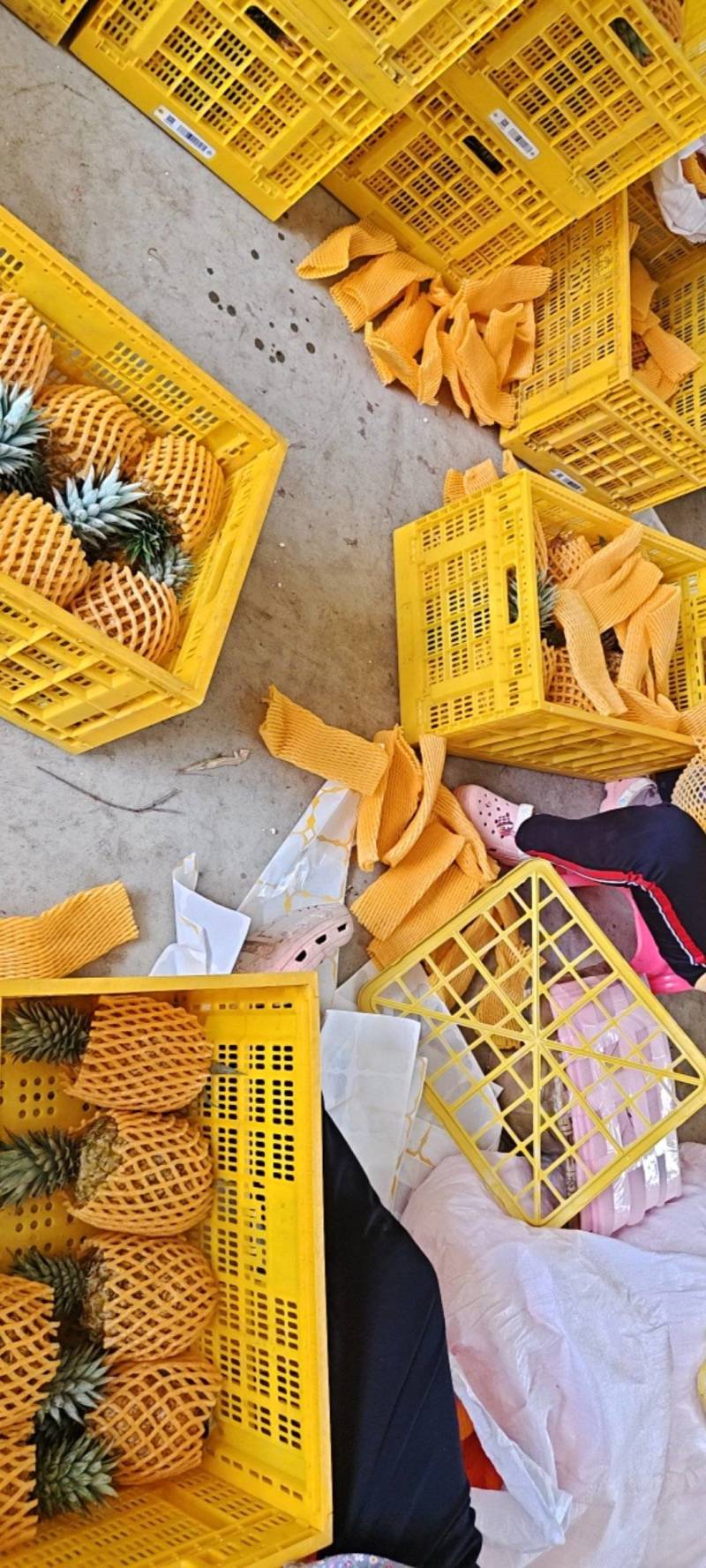 海南芒果凤梨每天采摘大批量出果，欢乐光临