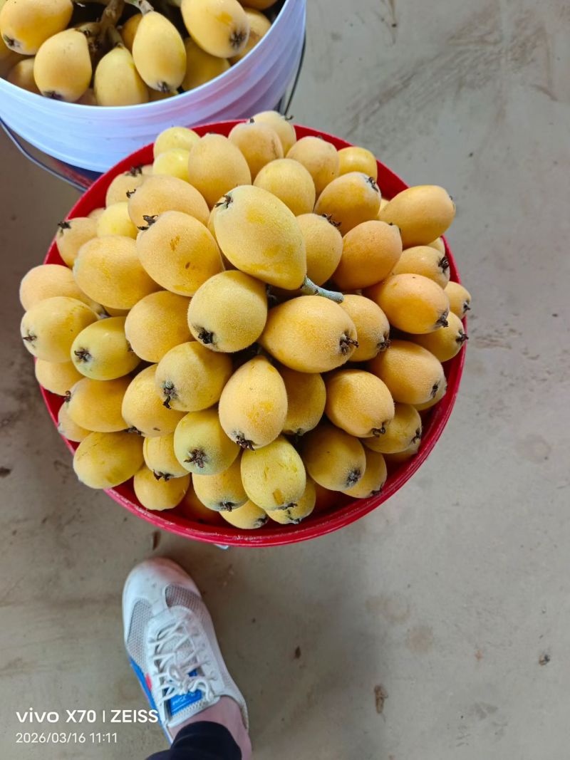 产地枇杷