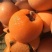 米易高山枇杷，枇杷，早钟枇杷，五星枇杷