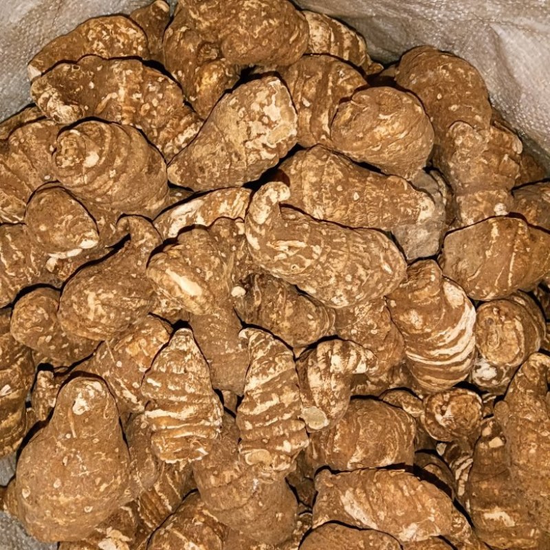 干品滇重楼价格优美