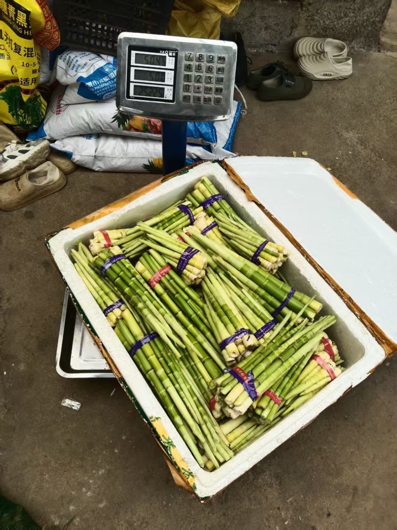 金竹笋产地直销量大质优价格优惠欢迎各大老板采购