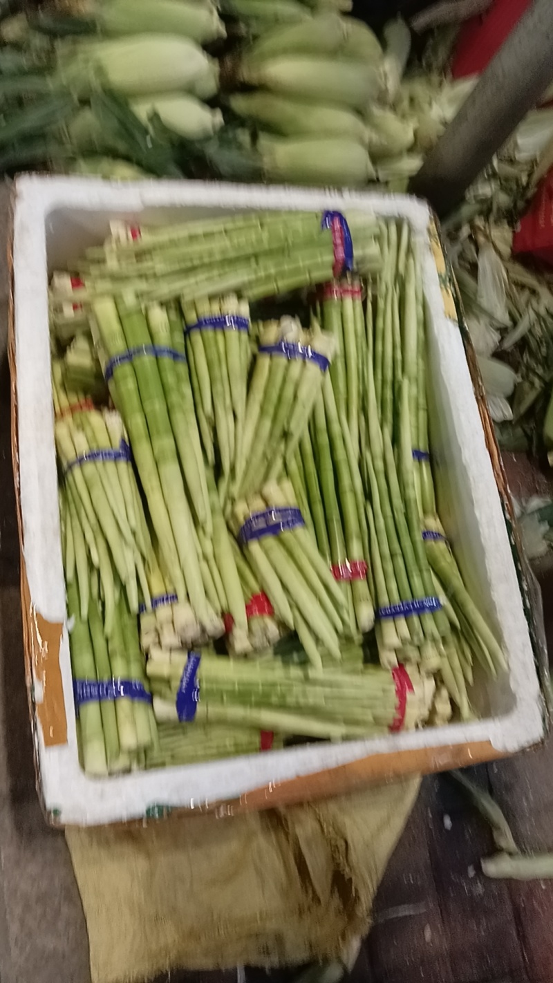 金竹笋产地直销量大质优价格优惠欢迎各大老板采购