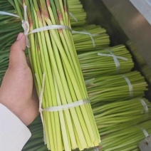 红帽蒜苔，新货上市