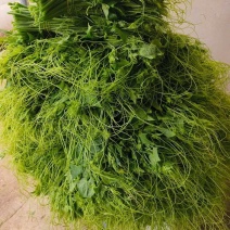 龙须菜瓜尖