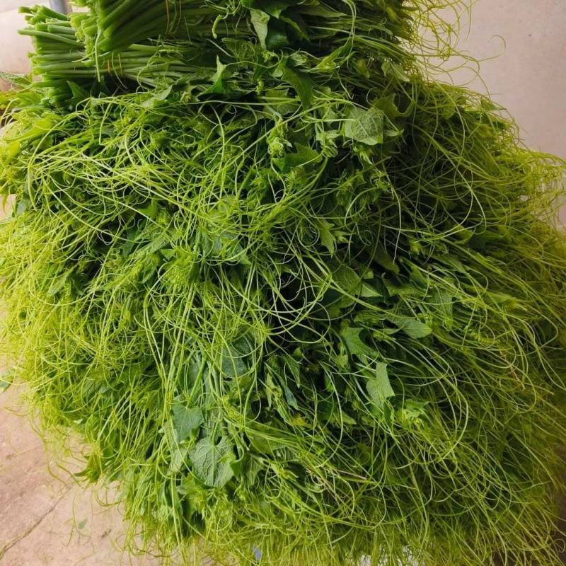 龙须菜瓜尖