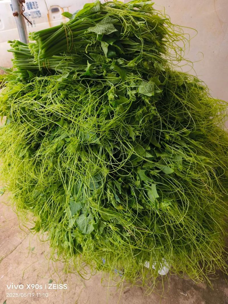 龙须菜瓜尖