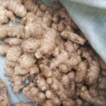 老姜母精品老姜市场货支持全国发车保质保量