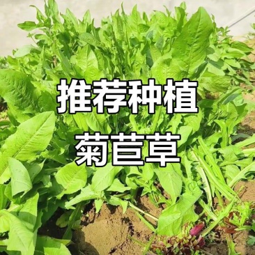 多年生高产牧草，叶片宽大肥厚、鲜嫩多汁，适口性佳鸡鸭爱吃