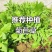 多年生高产牧草，叶片宽大肥厚、鲜嫩多汁，适口性佳鸡鸭爱吃