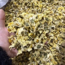 菊花，杭白菊