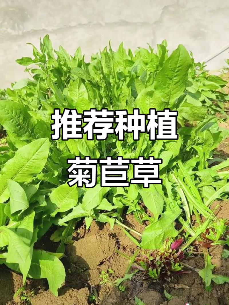 多年生高产牧草，叶片宽大肥厚、鲜嫩多汁，适口性佳鸡鸭爱吃