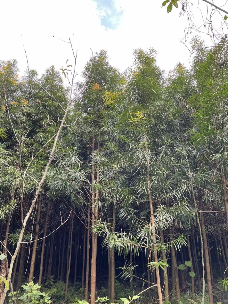 百年青松万年柳，大量罗汉松又名百日青清场处理