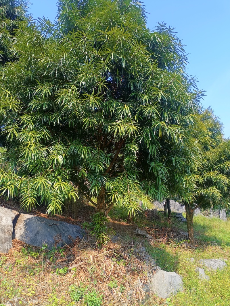 百年青松万年柳，大量罗汉松又名百日青清场处理