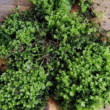 苔藓