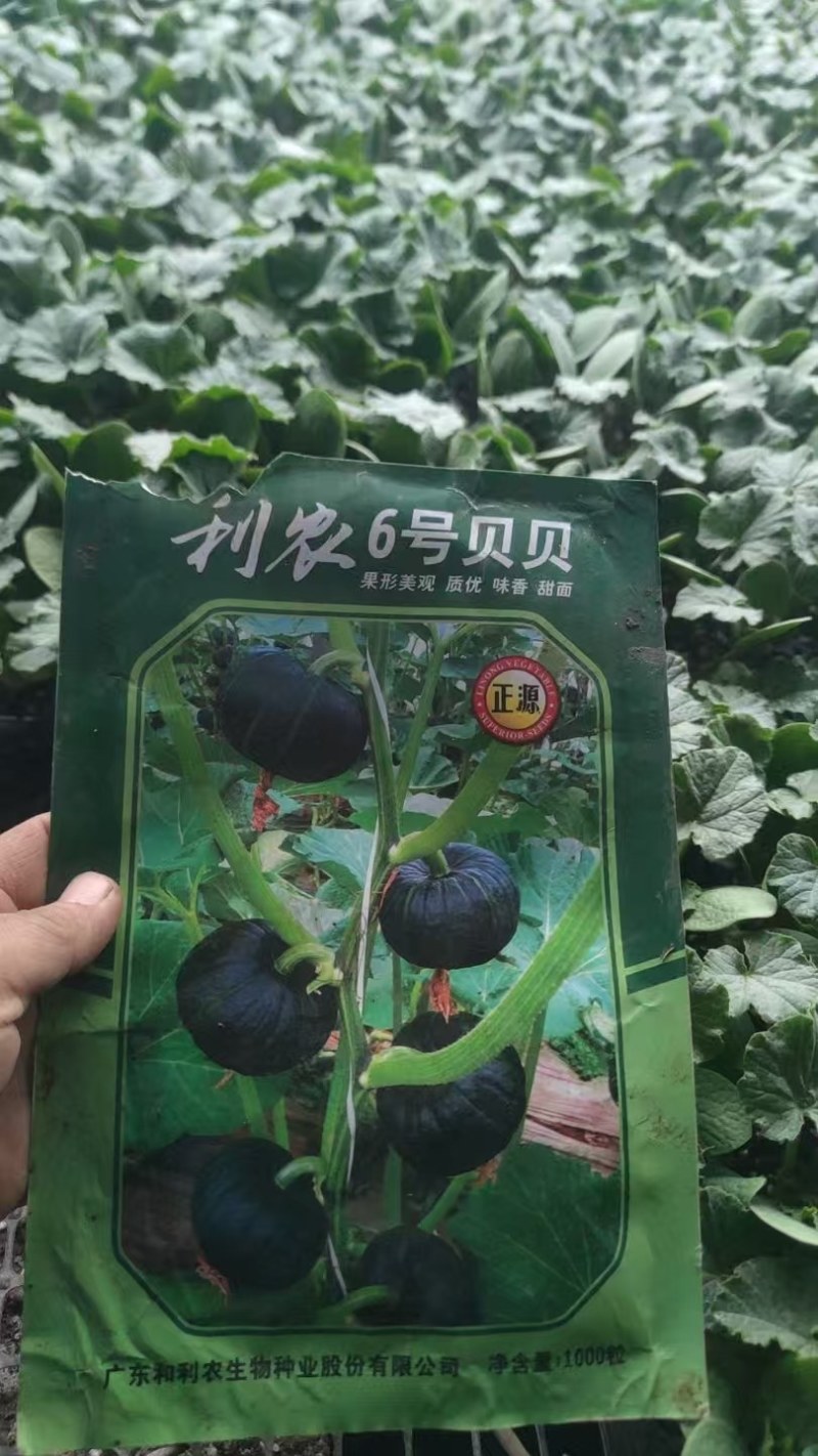 贝贝南瓜苗绿皮小南瓜苗板栗贝贝南瓜苗