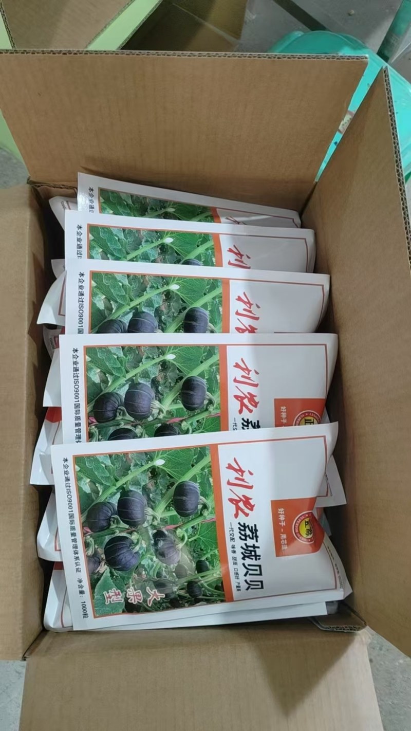 贝贝南瓜苗绿皮小南瓜苗板栗贝贝南瓜苗