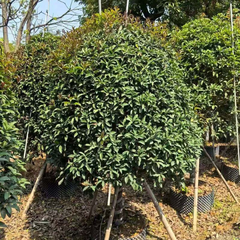 8-10分金桂球