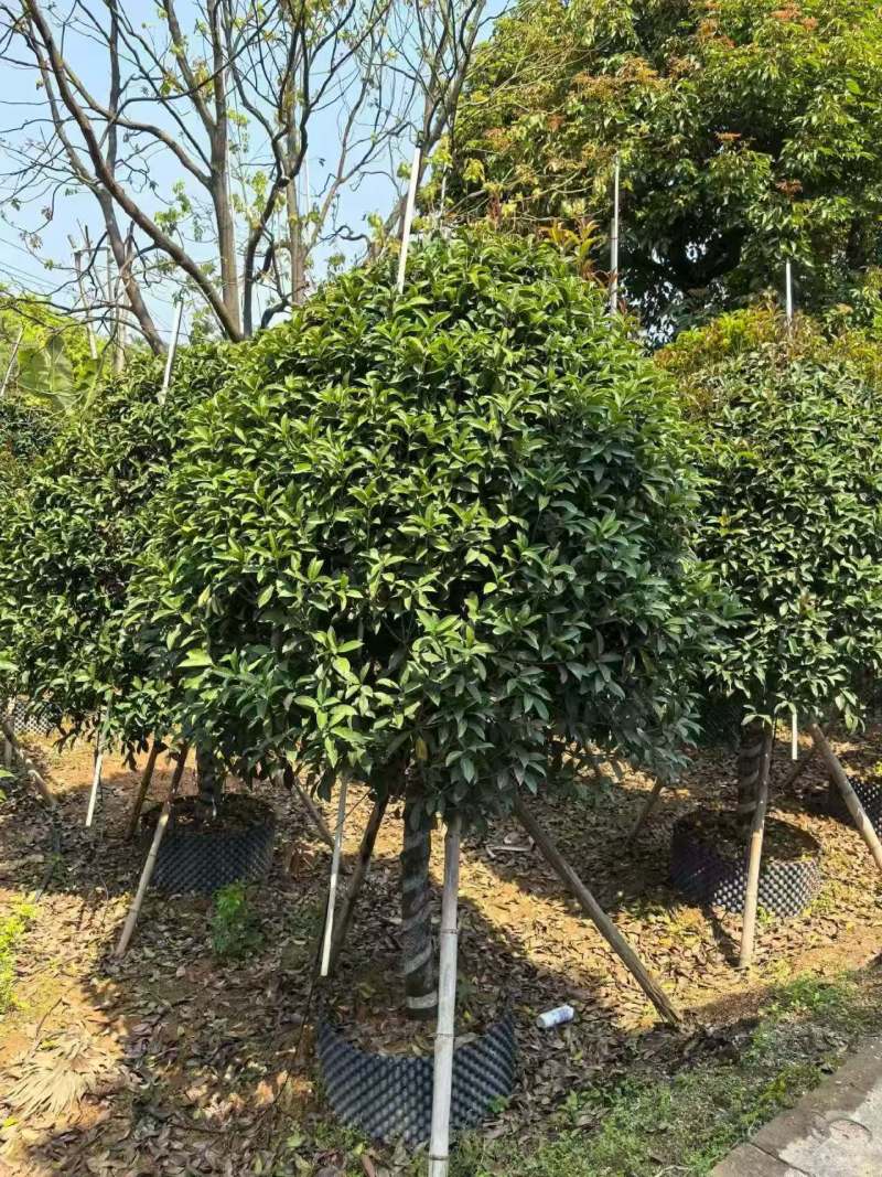 8-10分金桂球