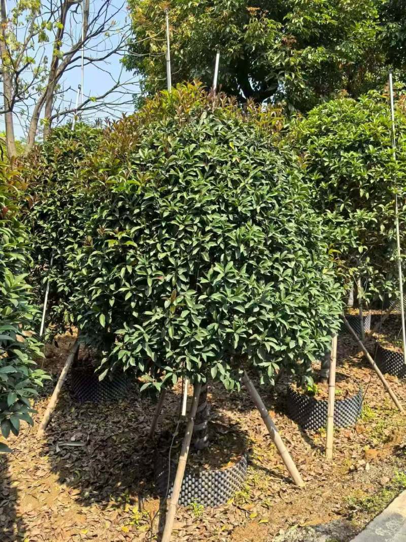 8-10分金桂球