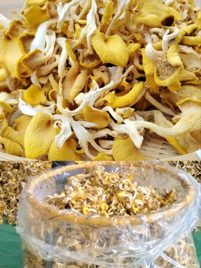 今年新货鸡油菌