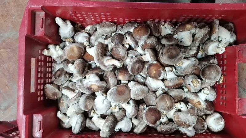 新鲜香菇