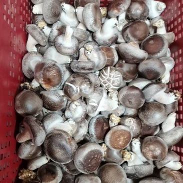 新鲜香菇